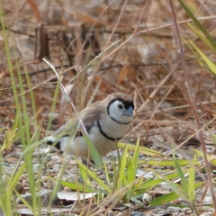 Stizoptera bichenovii