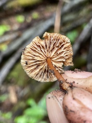 Gymnopus earleae