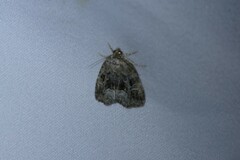 Protodeltote muscosula