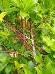 Vaccinium cylindraceum