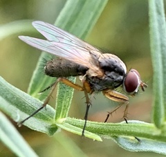 Diptera