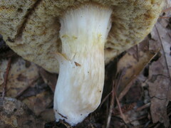 Xanthoconium stramineum