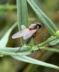 Diptera