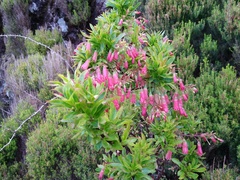 Vaccinium cylindraceum