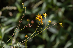 Coreopsis leavenworthii