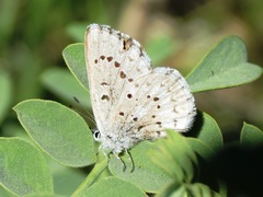 Glaucopsyche piasus