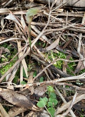 Pterostylis concinna