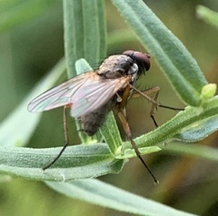 Diptera