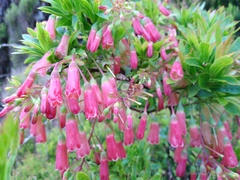 Vaccinium cylindraceum
