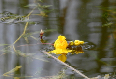 Utricularia macrorhiza