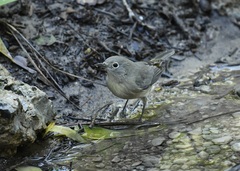 Leiothlypis virginiae