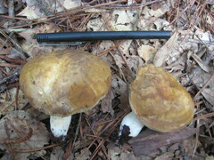 Xanthoconium stramineum