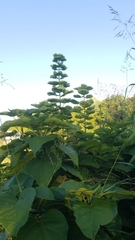 Catalpa speciosa