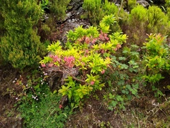 Vaccinium cylindraceum