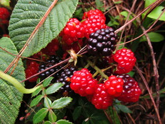 Rubus urticifolius