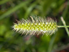 Setaria parviflora