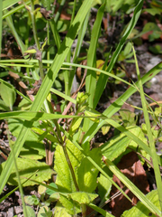 Salvia lyrata