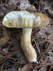 Xanthoconium stramineum