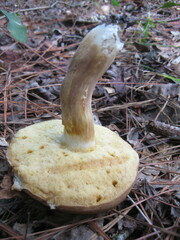 Xanthoconium stramineum