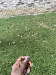 Digitaria ciliaris