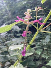 Stachys chamissonis
