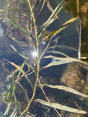 Potamogeton robbinsii