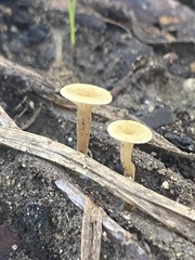 Lentinus arcularius