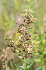 Desmodium canadense