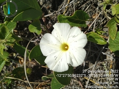 Ipomoea imperati