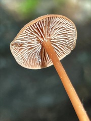 Gymnopus earleae