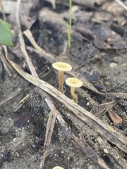 Lentinus arcularius