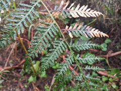 Pteridium esculentum
