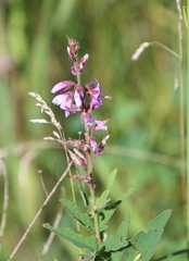 Desmodium canadense