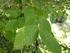 Ulmus americana