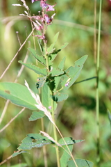 Desmodium canadense