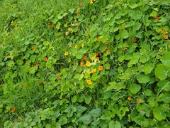 Tropaeolum majus