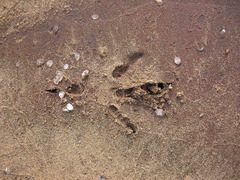 Haliaeetus leucocephalus