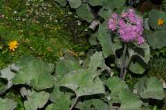 Adenostyles leucophylla