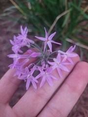 Tulbaghia violacea