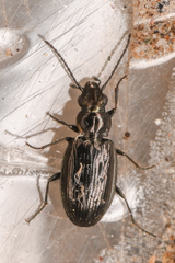 Bembidion