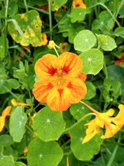 Tropaeolum majus