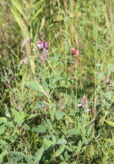 Desmodium canadense
