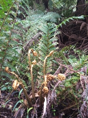 Polystichum proliferum