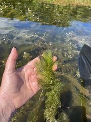 Utricularia macrorhiza