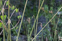 Schoenoplectus californicus