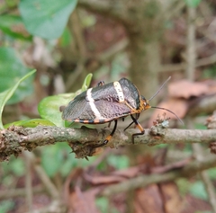 Pharypia nitidiventris