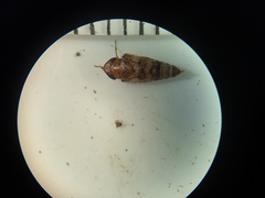 Anoscopus