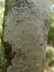 Cryptothecia striata