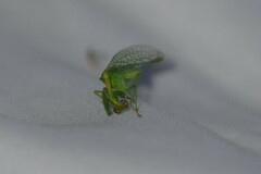 Zeugomantispa minuta