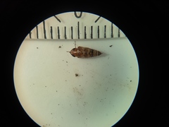 Anoscopus